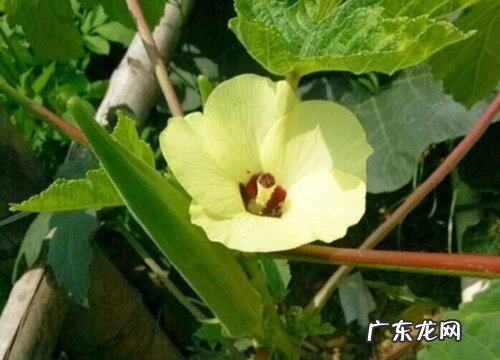 秋葵什么时候开花