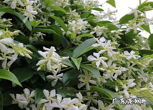风车茉莉一年开几次花