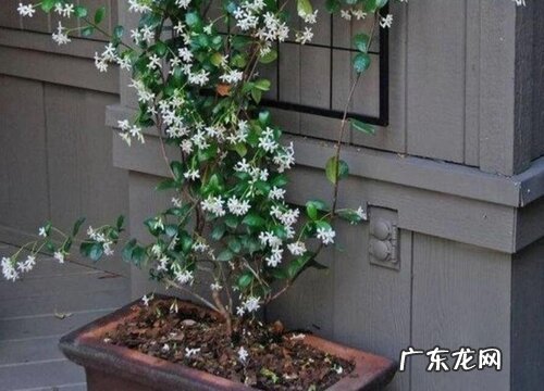 风车茉莉一年开几次花