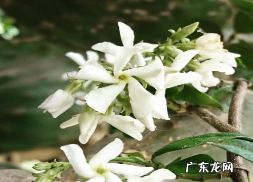 风车茉莉一年开几次花