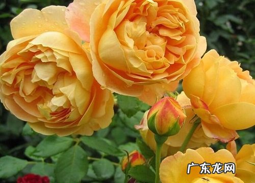 黄金庆典是藤本还是灌木