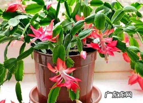 蟹爪兰浇水要浇透吗 浇水浇多少合适