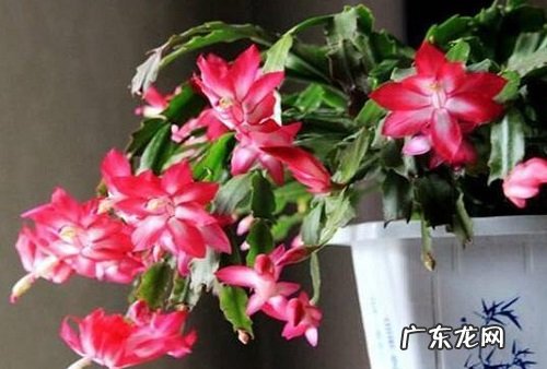 蟹爪兰浇水要浇透吗 浇水浇多少合适