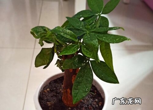 发财树用什么盆栽好