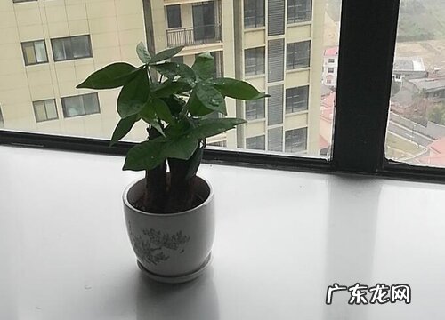 发财树用什么盆栽好