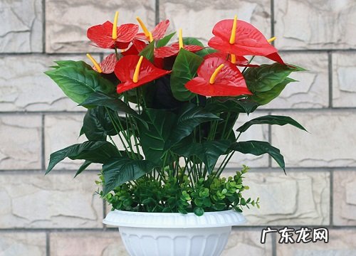 红掌浇水要浇透吗 多久浇一次水合适