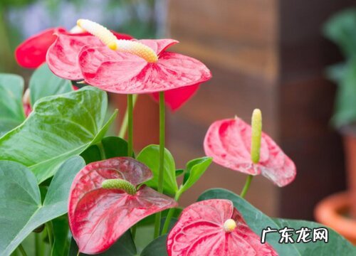 红掌浇水要浇透吗 多久浇一次水合适