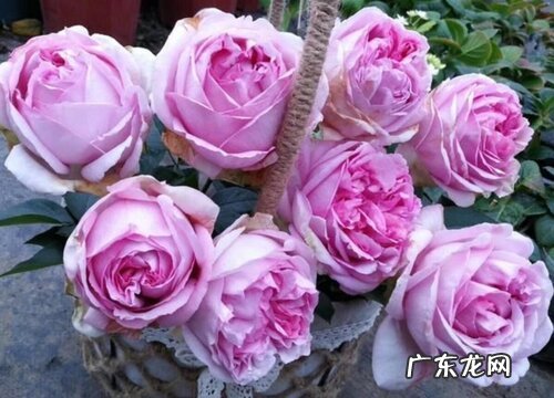 月季伊芙系列是藤本还是灌木植物