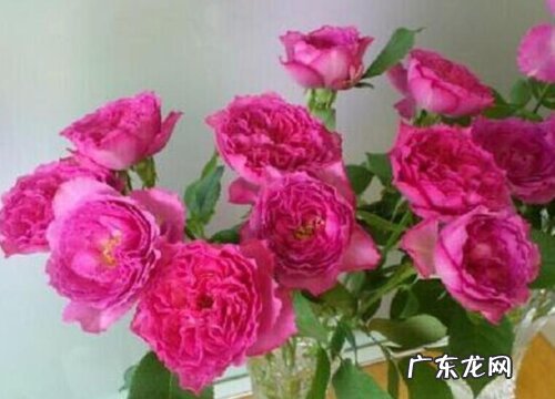 月季伊芙系列是藤本还是灌木植物