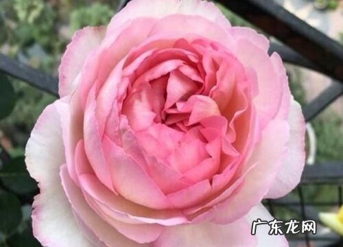 月季伊芙系列是藤本还是灌木植物