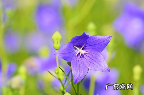 桔梗浇水时间和正确方法