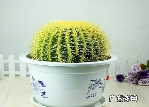 仙人球几月休眠