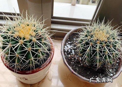 仙人球几月休眠