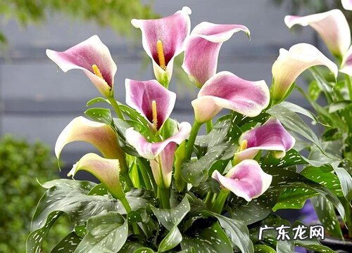 马蹄莲施什么肥最好