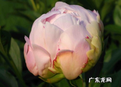 牡丹一年开几次花 在什么时候开花