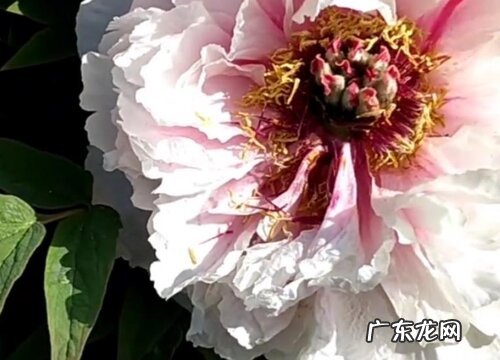 牡丹一年开几次花 在什么时候开花