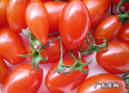 圣女果哪里产的最好