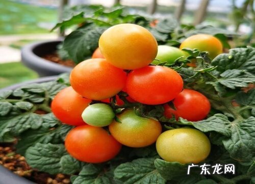 圣女果哪里产的最好