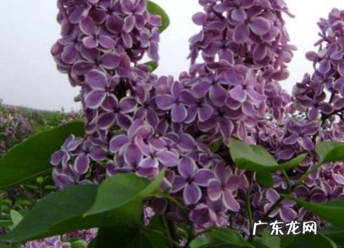 丁香一年开几次花 花期开多长时间