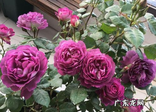 月季合唱团是藤本还是灌木植物