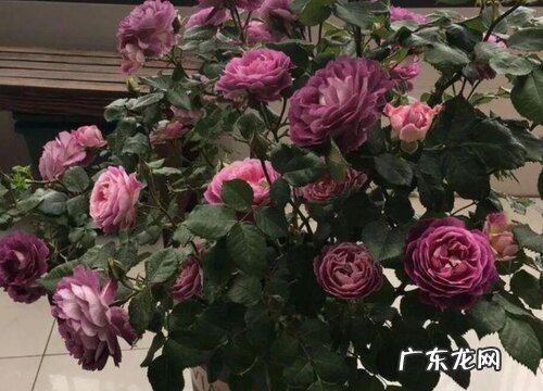 月季合唱团是藤本还是灌木植物