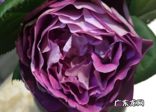 月季合唱团是藤本还是灌木植物