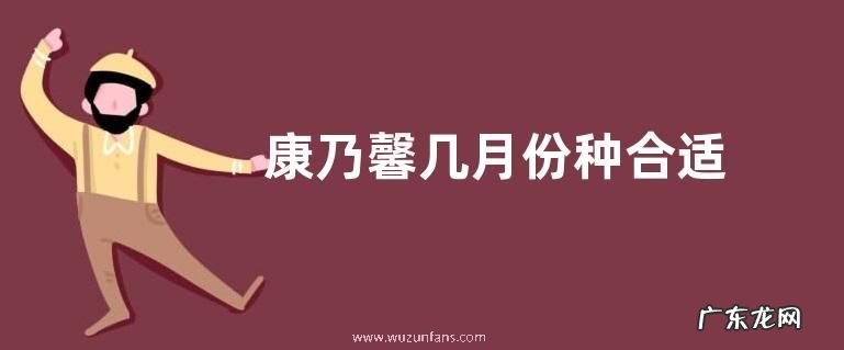 康乃馨几月份种合适