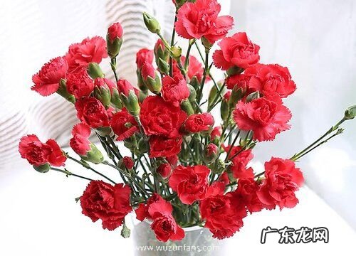 康乃馨几月份种合适