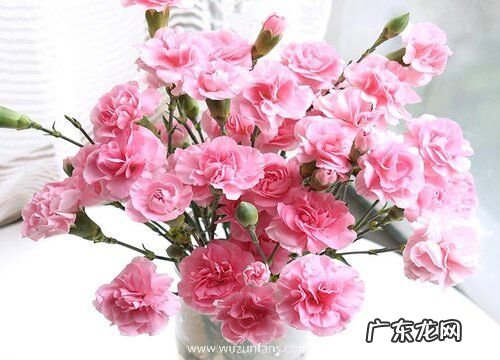 康乃馨几月份种合适