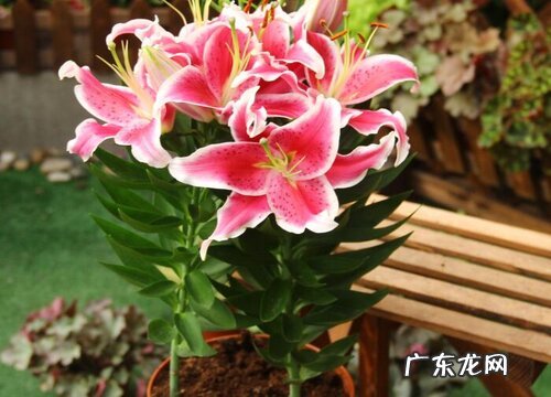 百合花一年开几次花 什么时候开花