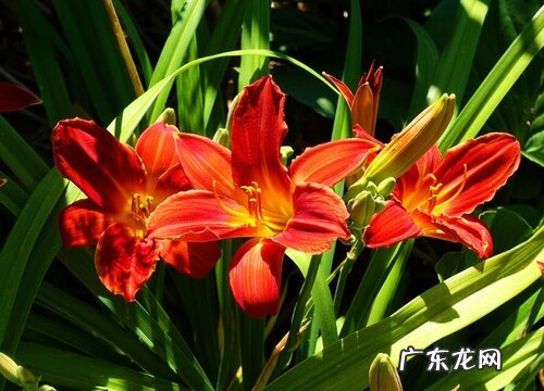 百合花一年开几次花 什么时候开花