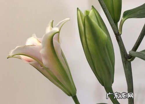 百合花一年开几次花 什么时候开花