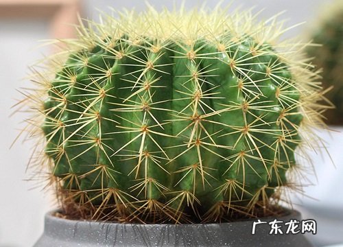 仙人球怎么种植 栽种时间和方法