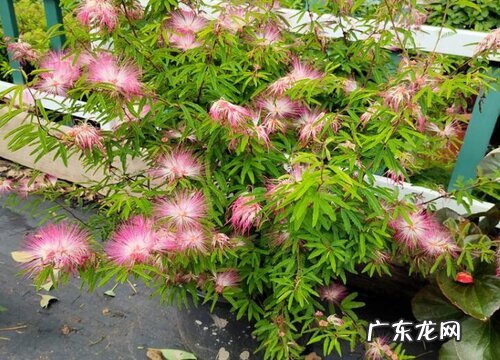 合欢花一年开几次花