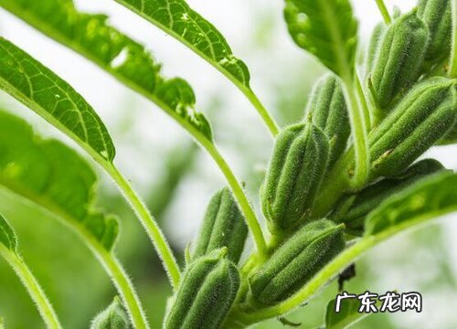 芝麻产地在哪里