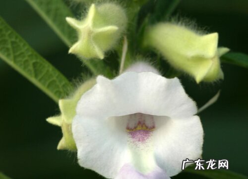 芝麻产地在哪里