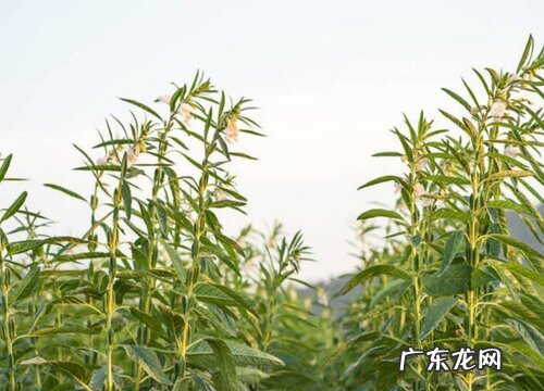 芝麻产地在哪里