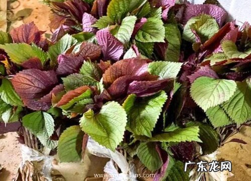 紫苏生长在什么地方