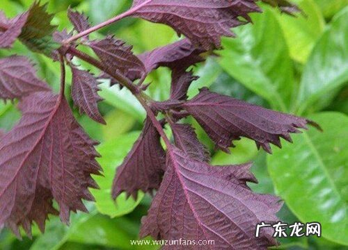 紫苏生长在什么地方