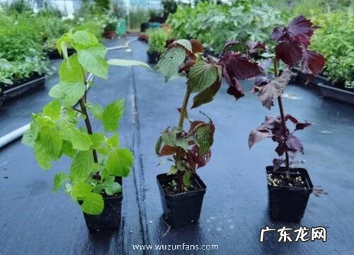 紫苏生长在什么地方