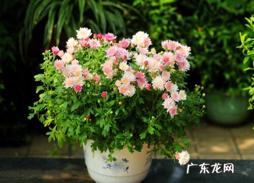 夏菊一年开几次花 花期月份与时间