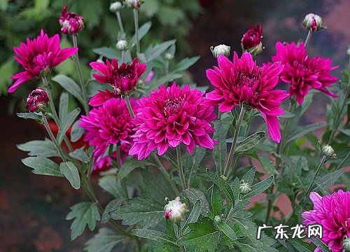 夏菊一年开几次花 花期月份与时间