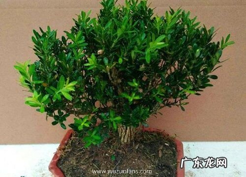 雀舌黄杨耐寒吗