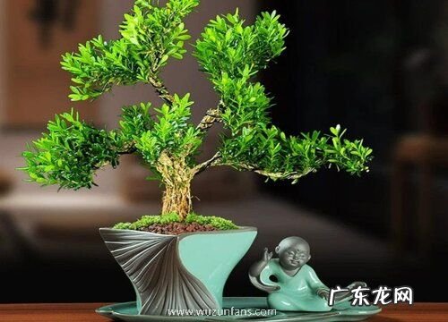 雀舌黄杨耐寒吗