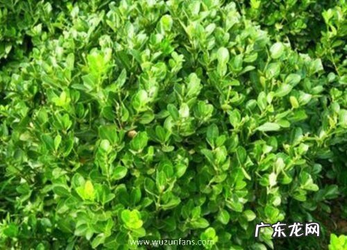 雀舌黄杨耐寒吗