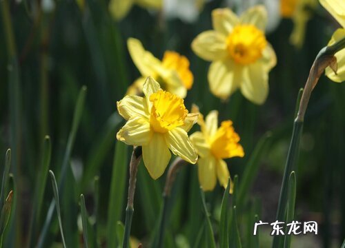 水仙花的叶子像什么形状