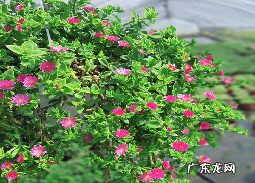 牡丹吊兰耐寒吗