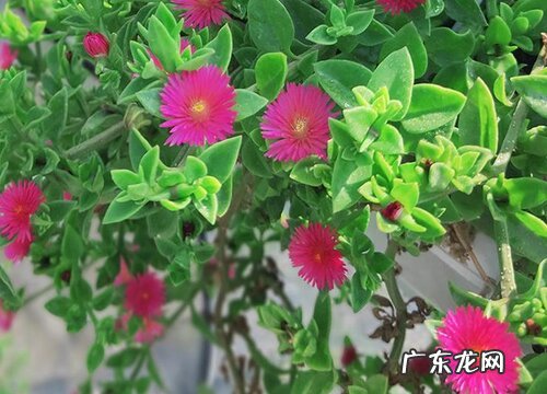 牡丹吊兰耐寒吗