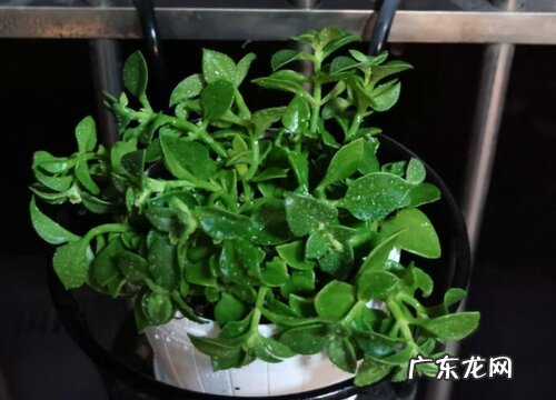 牡丹吊兰耐寒吗