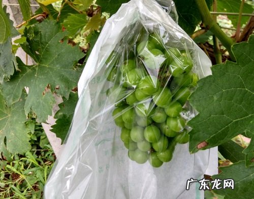 葡萄什么时候套袋最佳 正确的套袋方法